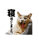 テラしず帰りまスタンプ（個別スタンプ：7）