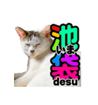 テラしず帰りまスタンプ（個別スタンプ：8）
