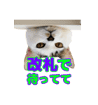 テラしず帰りまスタンプ（個別スタンプ：10）
