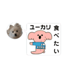 キツネ顔のポメラニアン  犬の流羽くん3（個別スタンプ：37）