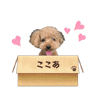 ここあ君のスタンプ（個別スタンプ：1）