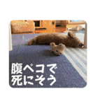ここあ君のスタンプ（個別スタンプ：36）