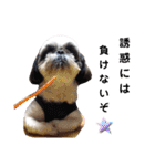 我が家のシーズー犬もじゃ 24（個別スタンプ：1）