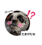 我が家のシーズー犬もじゃ 24（個別スタンプ：2）