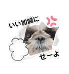 我が家のシーズー犬もじゃ 24（個別スタンプ：4）