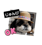 我が家のシーズー犬もじゃ 24（個別スタンプ：5）