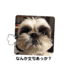 我が家のシーズー犬もじゃ 24（個別スタンプ：6）