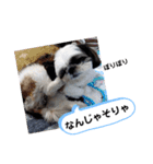我が家のシーズー犬もじゃ 24（個別スタンプ：7）
