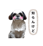 我が家のシーズー犬もじゃ 24（個別スタンプ：9）