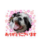 我が家のシーズー犬もじゃ 24（個別スタンプ：10）