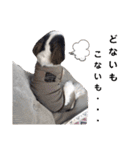我が家のシーズー犬もじゃ 24（個別スタンプ：11）