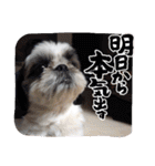 我が家のシーズー犬もじゃ 24（個別スタンプ：12）
