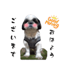 我が家のシーズー犬もじゃ 24（個別スタンプ：14）