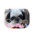 我が家のシーズー犬もじゃ 24（個別スタンプ：15）