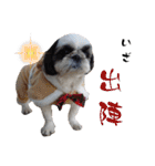 我が家のシーズー犬もじゃ 24（個別スタンプ：16）