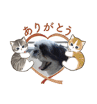 我が家のシーズー犬もじゃ 24（個別スタンプ：17）