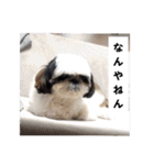我が家のシーズー犬もじゃ 24（個別スタンプ：18）