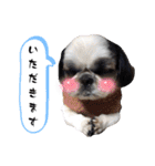 我が家のシーズー犬もじゃ 24（個別スタンプ：19）