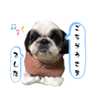 我が家のシーズー犬もじゃ 24（個別スタンプ：20）