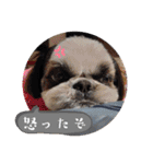 我が家のシーズー犬もじゃ 24（個別スタンプ：21）