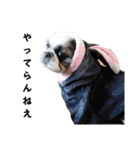 我が家のシーズー犬もじゃ 24（個別スタンプ：22）