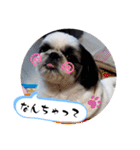 我が家のシーズー犬もじゃ 24（個別スタンプ：23）