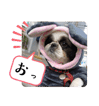 我が家のシーズー犬もじゃ 24（個別スタンプ：24）