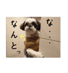 我が家のシーズー犬もじゃ 24（個別スタンプ：25）