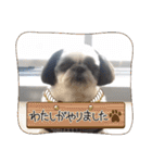 我が家のシーズー犬もじゃ 24（個別スタンプ：27）