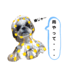 我が家のシーズー犬もじゃ 24（個別スタンプ：28）