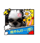 我が家のシーズー犬もじゃ 24（個別スタンプ：29）