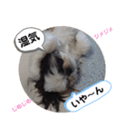 我が家のシーズー犬もじゃ 24（個別スタンプ：30）
