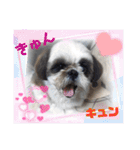 我が家のシーズー犬もじゃ 24（個別スタンプ：31）