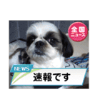 我が家のシーズー犬もじゃ 24（個別スタンプ：32）