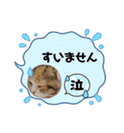 ゆる猫／キナコの日常／スコティッシュ（個別スタンプ：6）