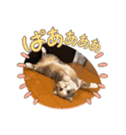 ゆる猫／キナコの日常／スコティッシュ（個別スタンプ：7）