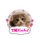 ゆる猫／キナコの日常／スコティッシュ（個別スタンプ：19）