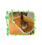 ゆる猫／キナコの日常／スコティッシュ（個別スタンプ：29）