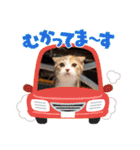 ゆる猫／キナコの日常／スコティッシュ（個別スタンプ：36）