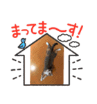 ゆる猫／キナコの日常／スコティッシュ（個別スタンプ：37）