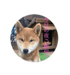 豆柴のマロンと猫のタン、ポポ（個別スタンプ：4）