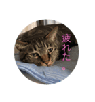 豆柴のマロンと猫のタン、ポポ（個別スタンプ：5）