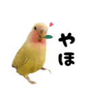 らぶばあああっっど（個別スタンプ：1）