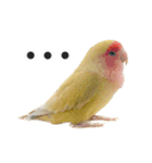 らぶばあああっっど（個別スタンプ：11）
