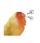 らぶばあああっっど（個別スタンプ：12）