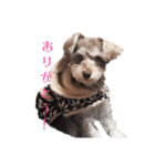 すこやかdog（個別スタンプ：1）