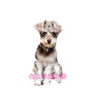 すこやかdog（個別スタンプ：3）