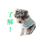 すこやかdog（個別スタンプ：5）