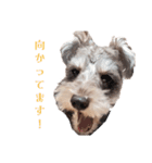 すこやかdog（個別スタンプ：6）