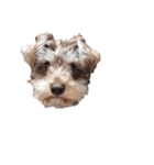 すこやかdog（個別スタンプ：8）